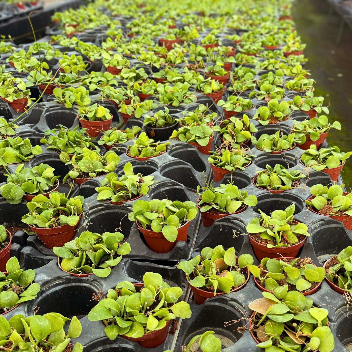 4" Dischidia Imbricata