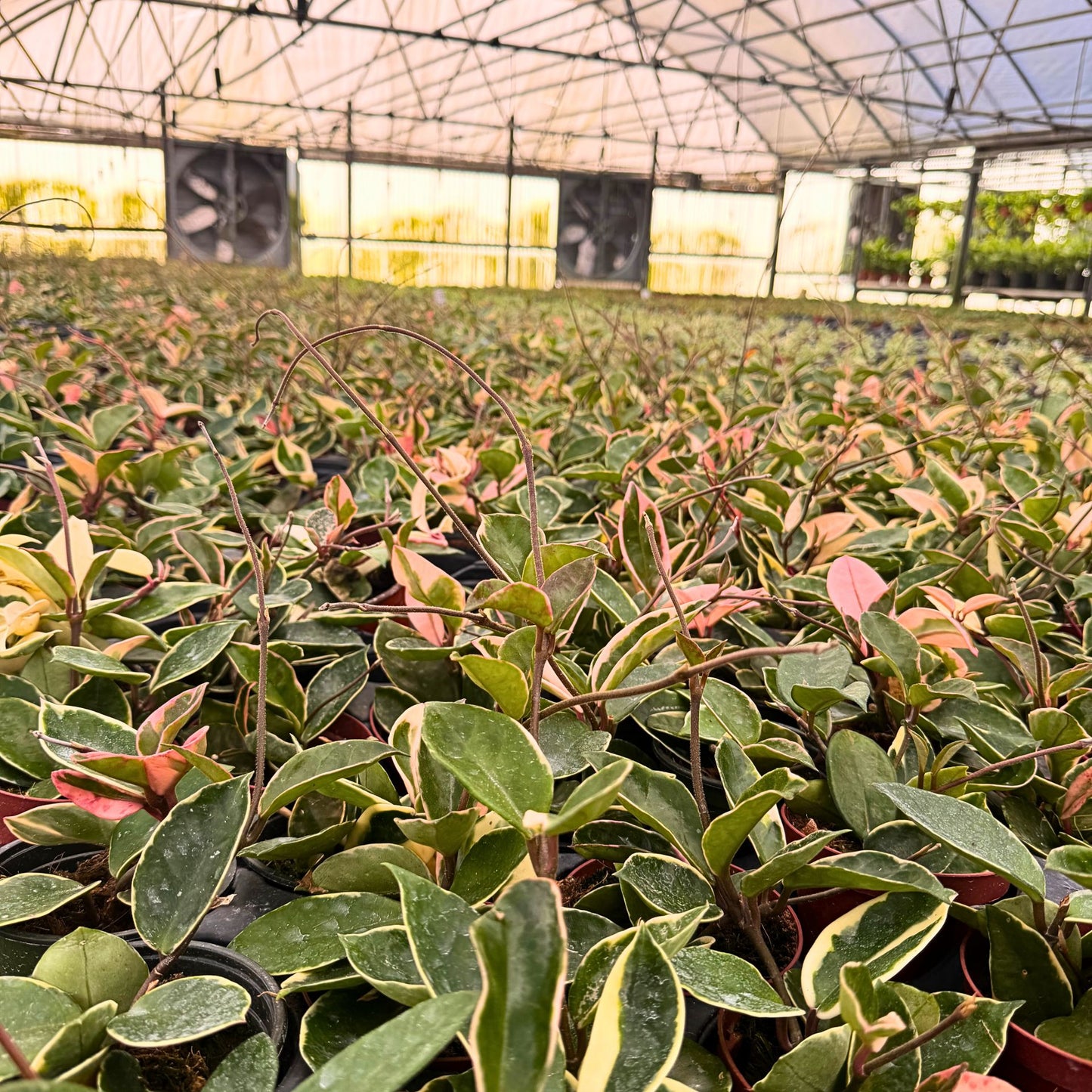 4” Hoya Albo Carnosa