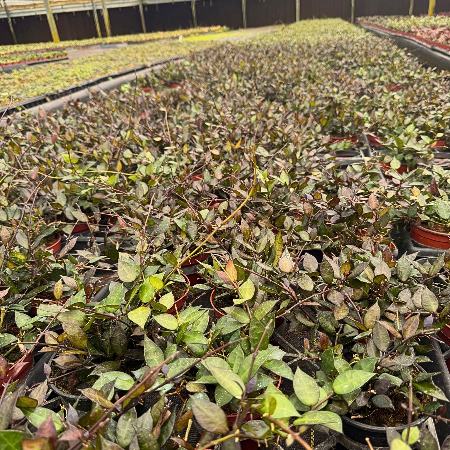 4” Hoya Krohniana Black