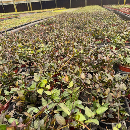 4” Hoya Krohniana Black