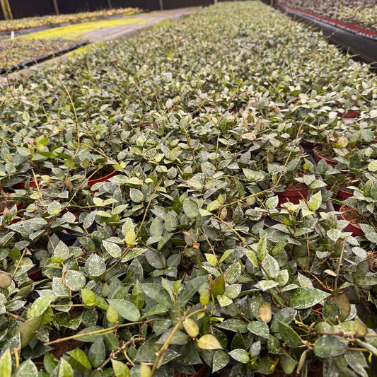 4” Hoya Krohniana Silver Splash