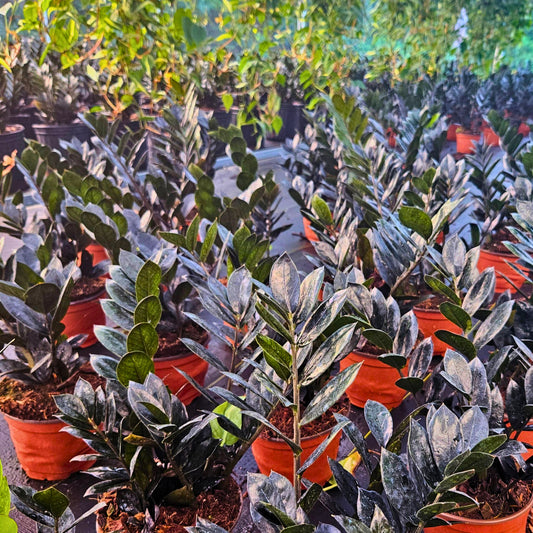 6” Zamioculcas Black Queen ZZ (USPP33531)