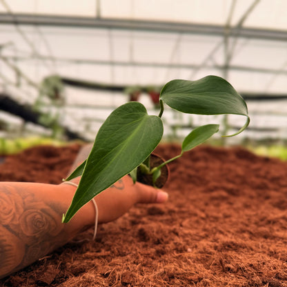 2" Monstera Burle Marx Flame