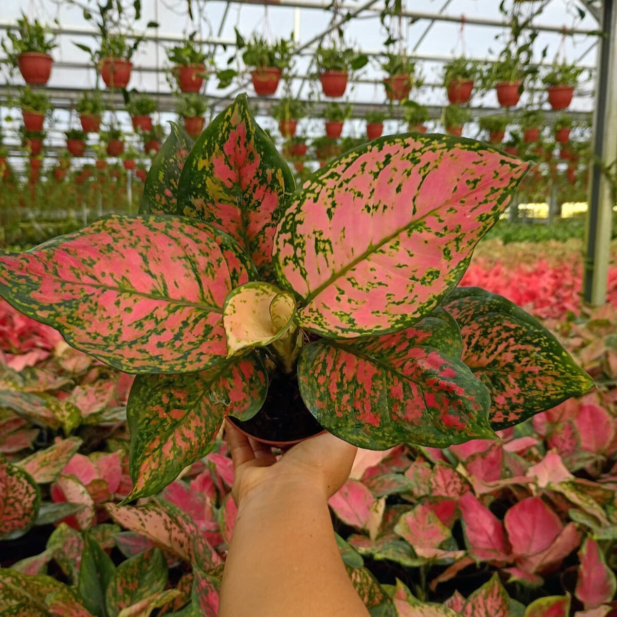 4" Aglaonema Ruby