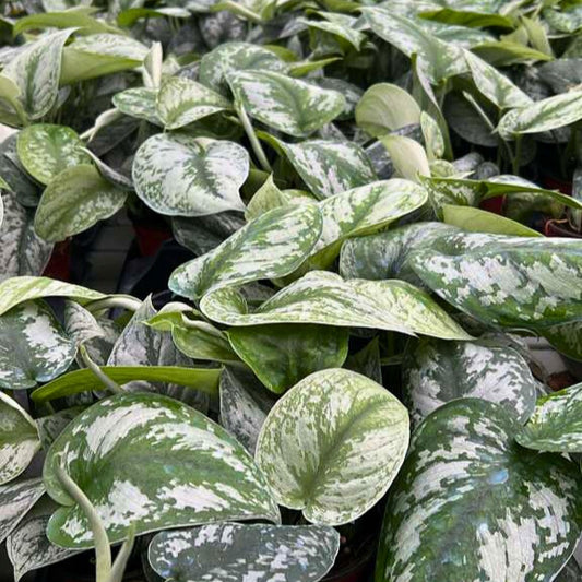 4” Scindapsus Exotica