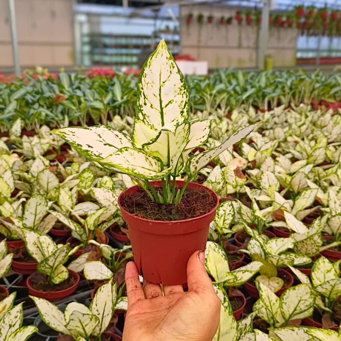 4" Aglaonema Super White
