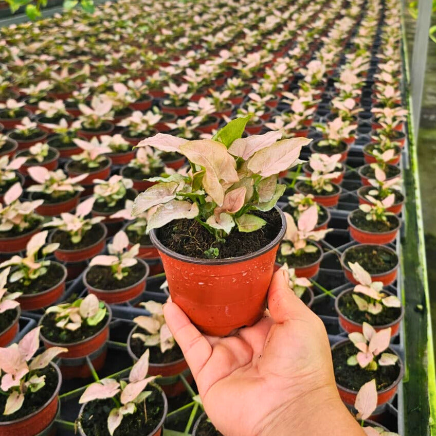 4” Syngonium Pink Perfection