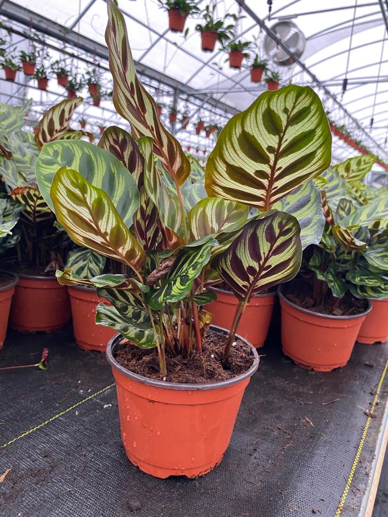 6” Calathea Makayona