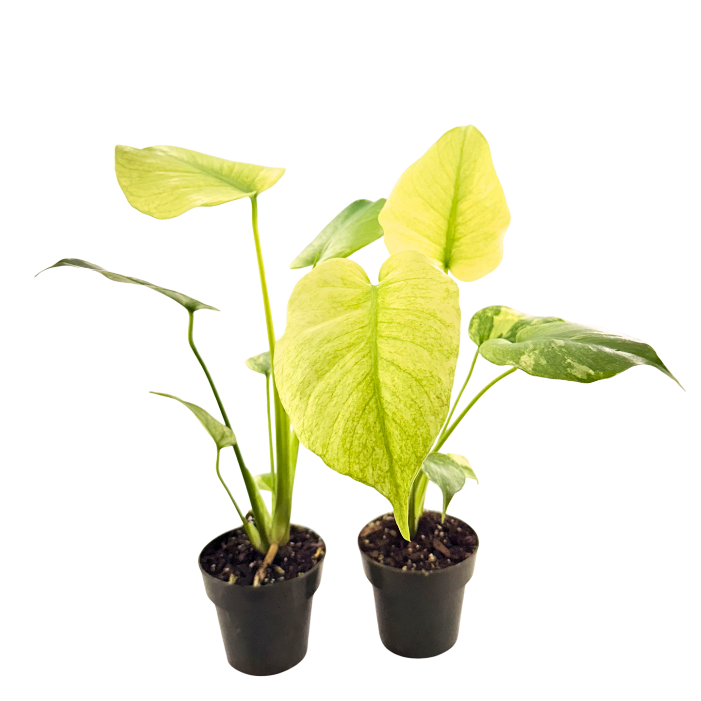 3.5" Monstera White Monster (High Variegation)