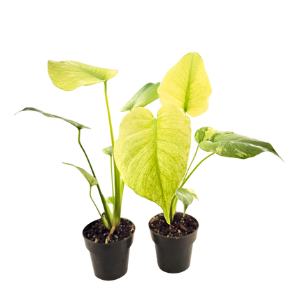 3.5" Monstera White Monster (High Variegation)