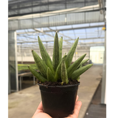 Sansevieria Hedgehog