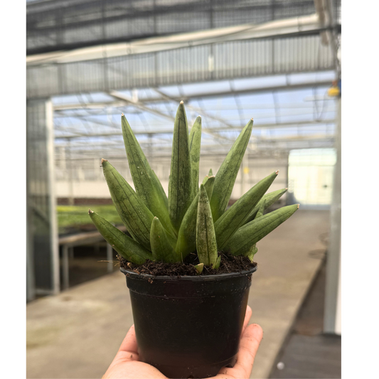 Sansevieria Hedgehog