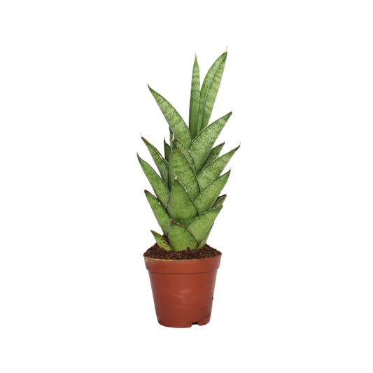 Sansevieria Tower Thai