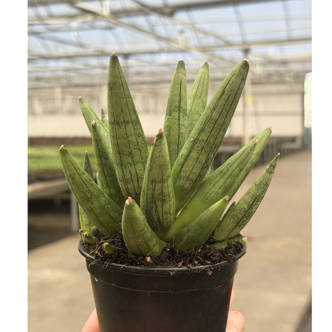 Sansevieria Hedgehog