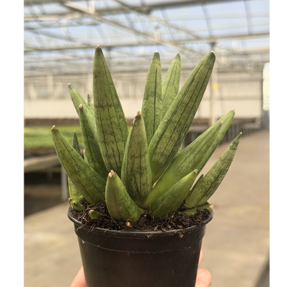 Sansevieria Hedgehog