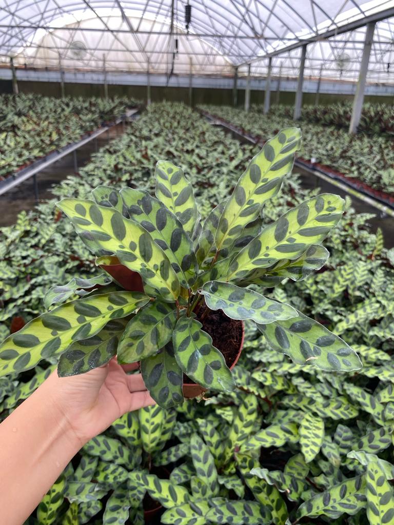 4” Calathea Lancifolia  (Rattlesnake)