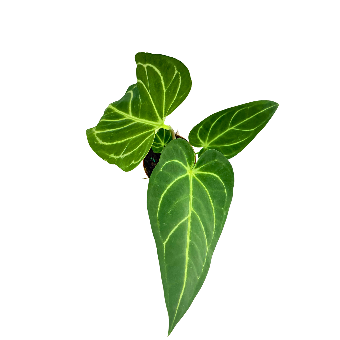 4" Anthurium Regale