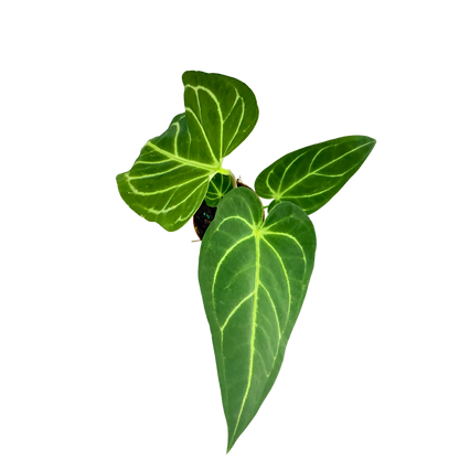 4" Anthurium Regale