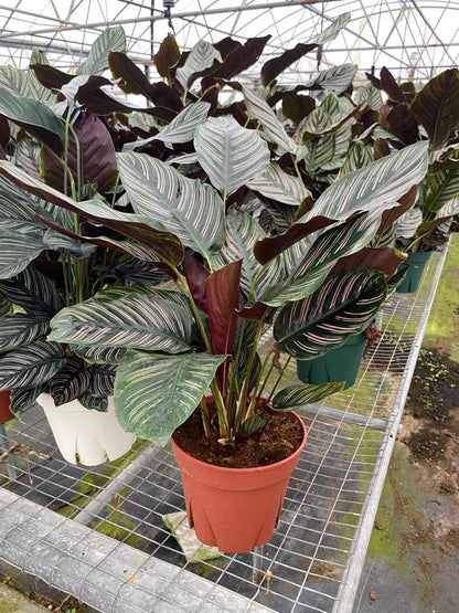 8” Calathea Ornata