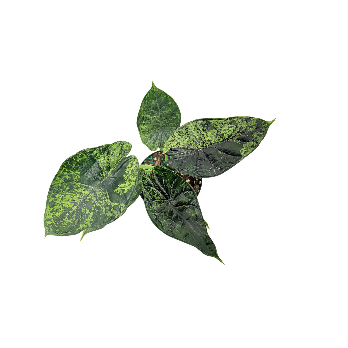 4” Alocasia Dragon Scale (Mint Variegated) (Low Variegation)