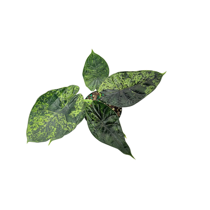 4” Alocasia Dragon Scale (Mint Variegated) (Low Variegation)