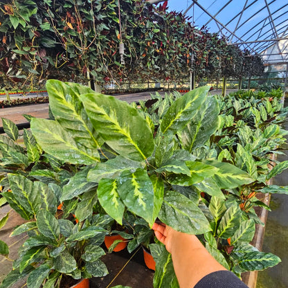 6” Calathea Maui Queen
