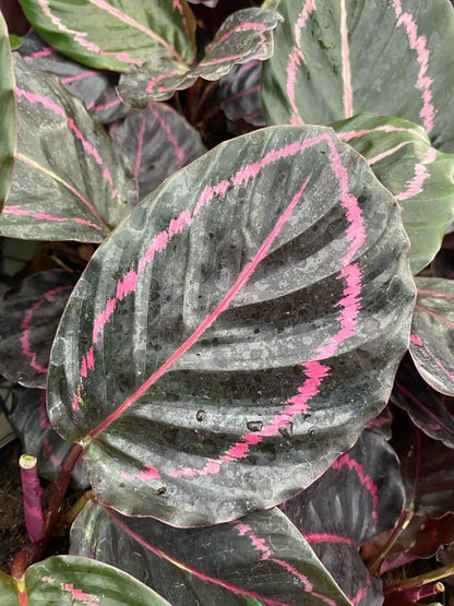 4” Calathea Rosceapicta Dottie