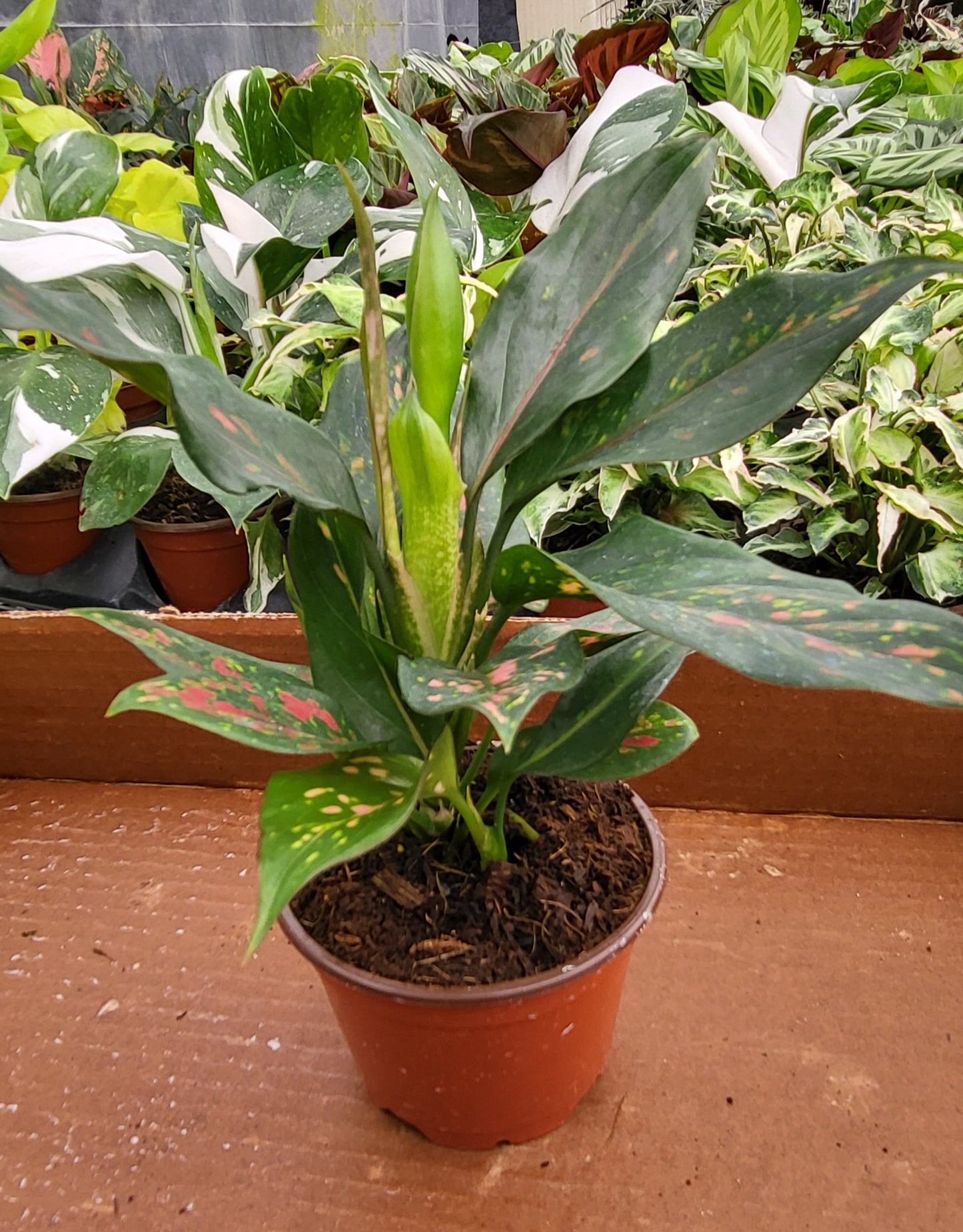 4” Aglaonema Lucky Red