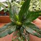 4” Aglaonema Lucky Red