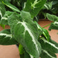4” Syngonium Wendlanii "Black Velvet"
