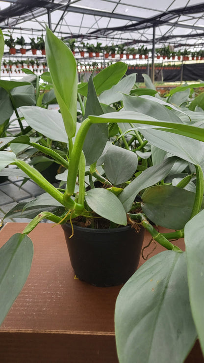 6” Philodendron Silver Sword