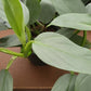 6” Philodendron Silver Sword