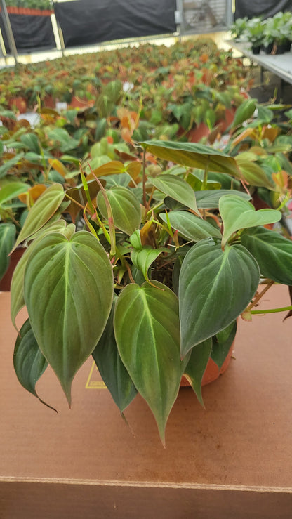 4” Philodendron Mican