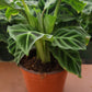4” Calathea Zebrina