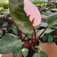 6” Philodendron Pink Princess