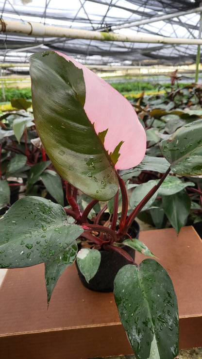 6” Philodendron Pink Princess