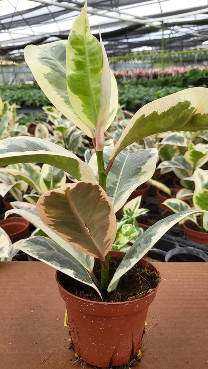 4” Ficus Tineke