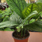 6" Mostera Peru