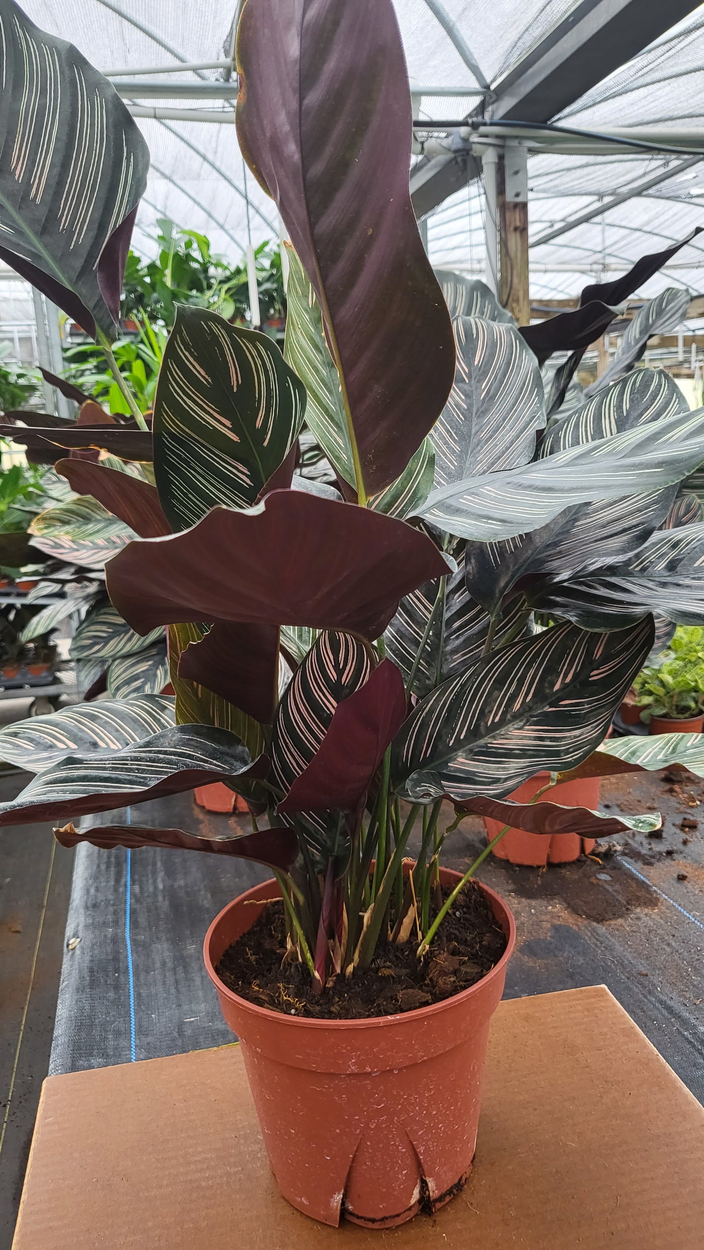 6” Calathea Ornata