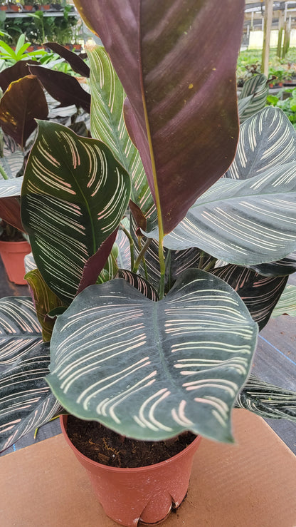 6” Calathea Ornata