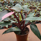 4” Philodendron Pink Princess