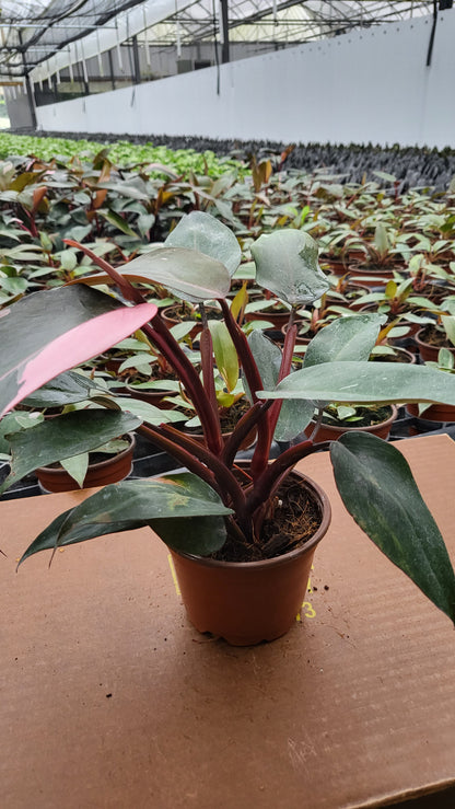 4” Philodendron Pink Princess