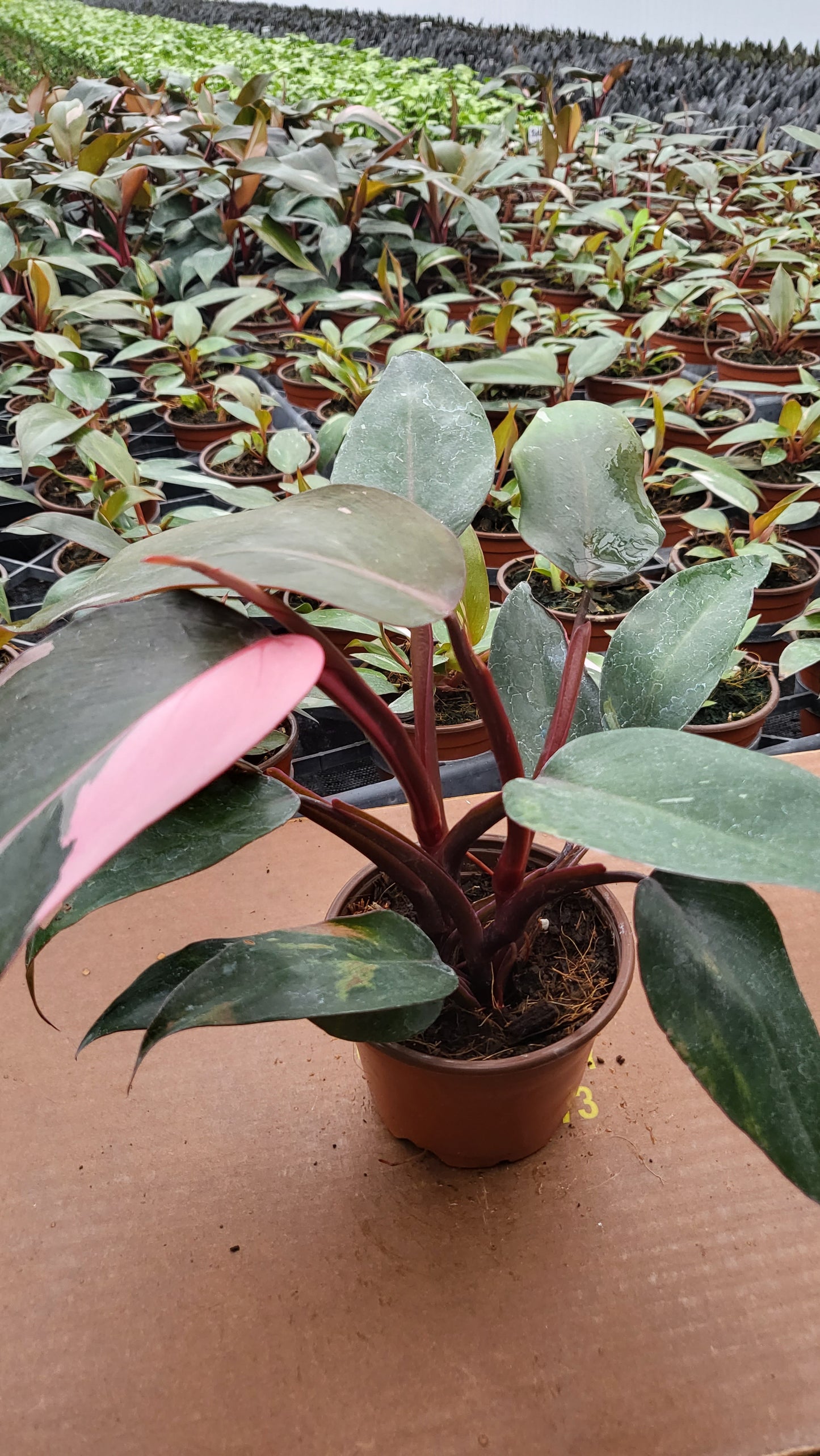 4” Philodendron Pink Princess