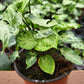 4” Syngonium Batik