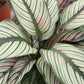 4” Calathea White Star