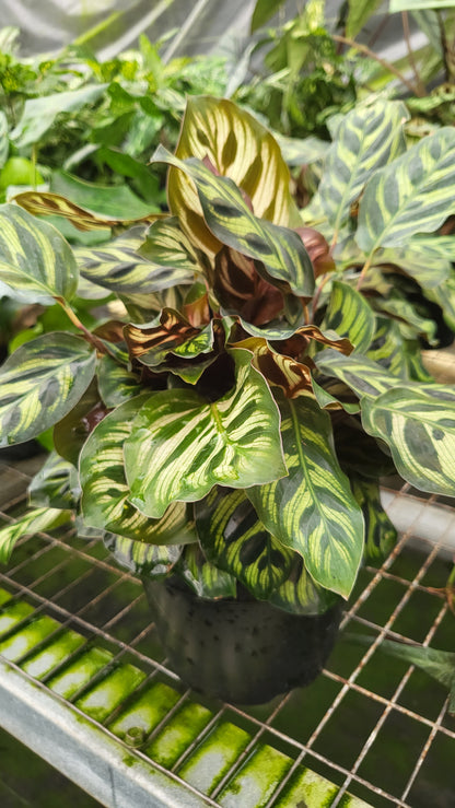 6” Calathea Makayona