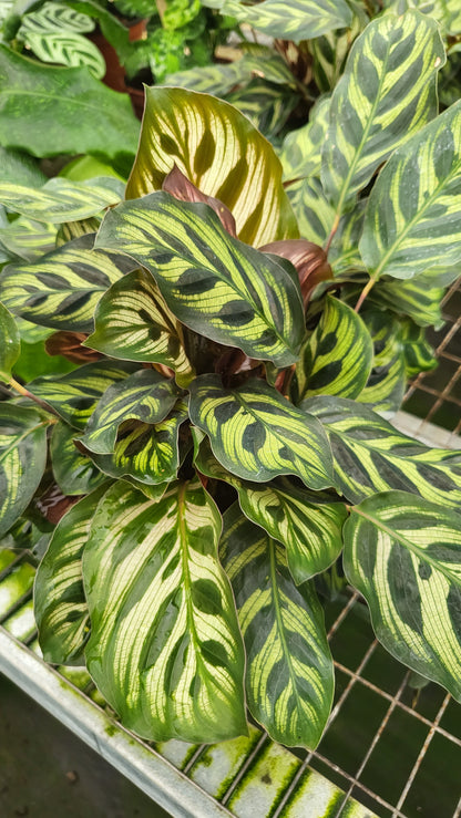 6” Calathea Makayona