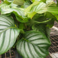 6” Calathea Obifolia