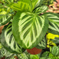 4" Calathea Bicajoux