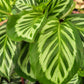 4" Calathea Bicajoux